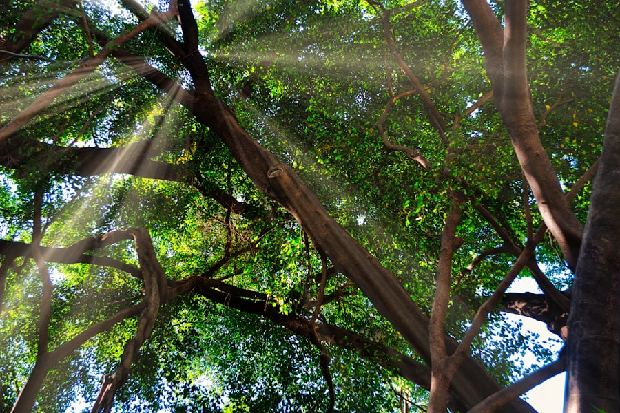 Natural light